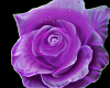 Falling Purple Roses