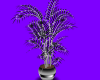 blk/chrome plant
