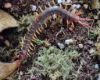 S. subspinepes Centipede