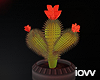 Iv"Cactus