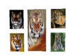 tiger Pictures