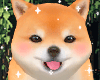 ♡ Shiba Inu