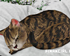 Sleeping Cat