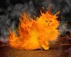 Fire cat