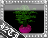 I2TMonstera Plant pink