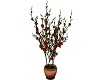Red Patio Plant