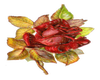 Red /Gold Rose