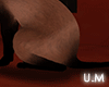 Spy Cat