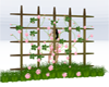 fence with pink roses