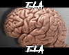 ᴱᴸ | Brain