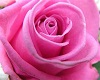 Pink Rose Petal Toss
