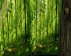 Green Forest