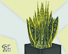 Modern Plants Black Vase