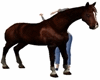 D;ANIMATED HORSE