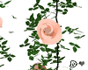 ♚ Peach roses vines