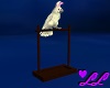 Dancing pink cockatoo