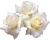 WHITE ROSE FLOWERS