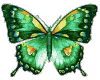 butterfly animated