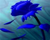 blue rose swing