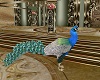 animated peacock