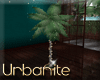Siren Song Palm Tree