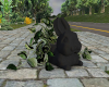 (S)LW Black rabbit plant