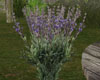 LKC Garden Lavender Sing