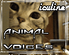 Animal Voices 🐺