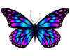 butterfly blue purple