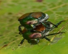 Bugs Photo