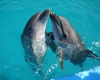 Kissing dolphins