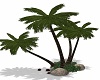 Palm Trees w Rocks