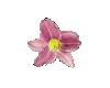Sml Pinkish Purple Lily