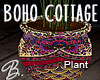 *B* Boho Cottage Plant
