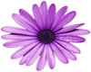 PurpleDaisy