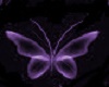 purple butterfly club