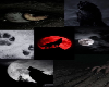 Midnight Wolf BG