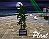 [M] Beach Club Plant