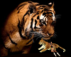(V) Tiger kiss pose anim