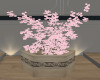 Cherry Blossom Planter