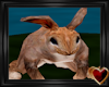 Bunny Animated