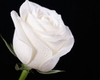 White Rose Animated Lamp