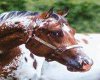 Appaloosa horse picture
