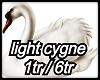 light cygne