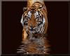 tiger in water animated