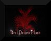 The Red Draco Plant