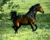 HORSE 9