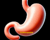 Realistic Stomach