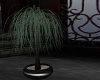 *JC*Weeping Palm Tree