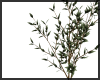 Olive Tree in Basket ~